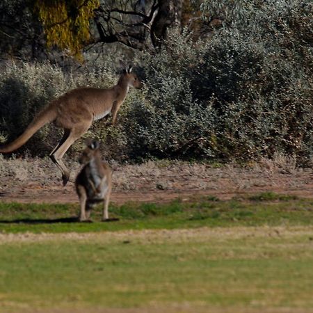 Renmark Country Club Buitenkant foto