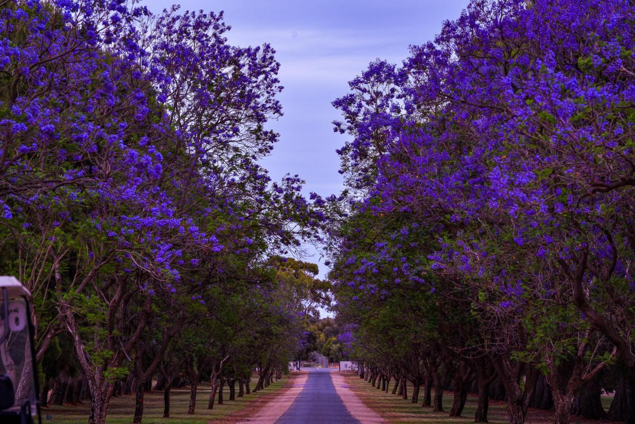 Renmark Country Club Buitenkant foto