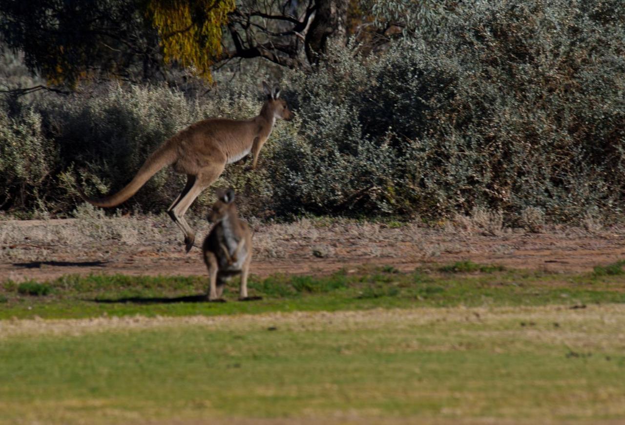 Renmark Country Club Buitenkant foto